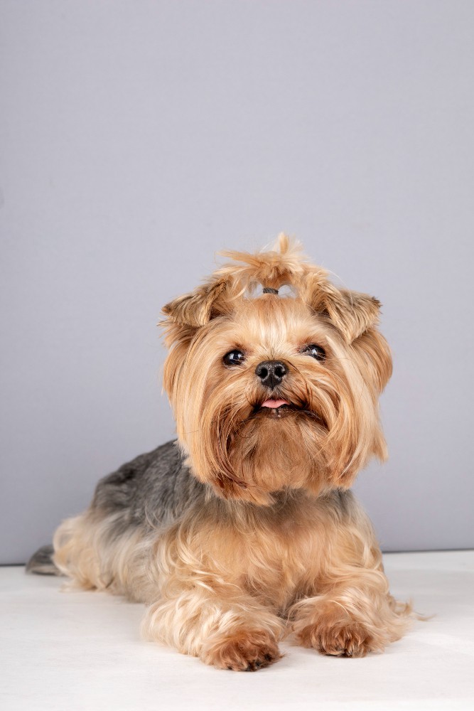 yorkie teddy bear