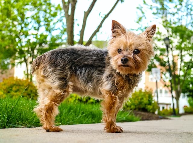 yorkie tail docking