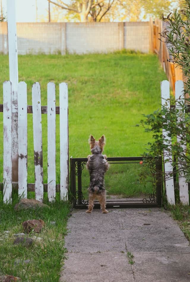 yorkie tail docking