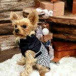 designer-yorkie-diordog-vest-jacket