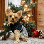 designer yorkie diordog vest jacket