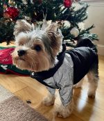 designer-gg-yorkie-luxury-jacket