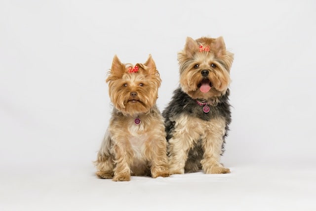 are yorkies smart