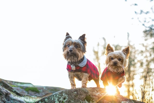 are yorkies smart