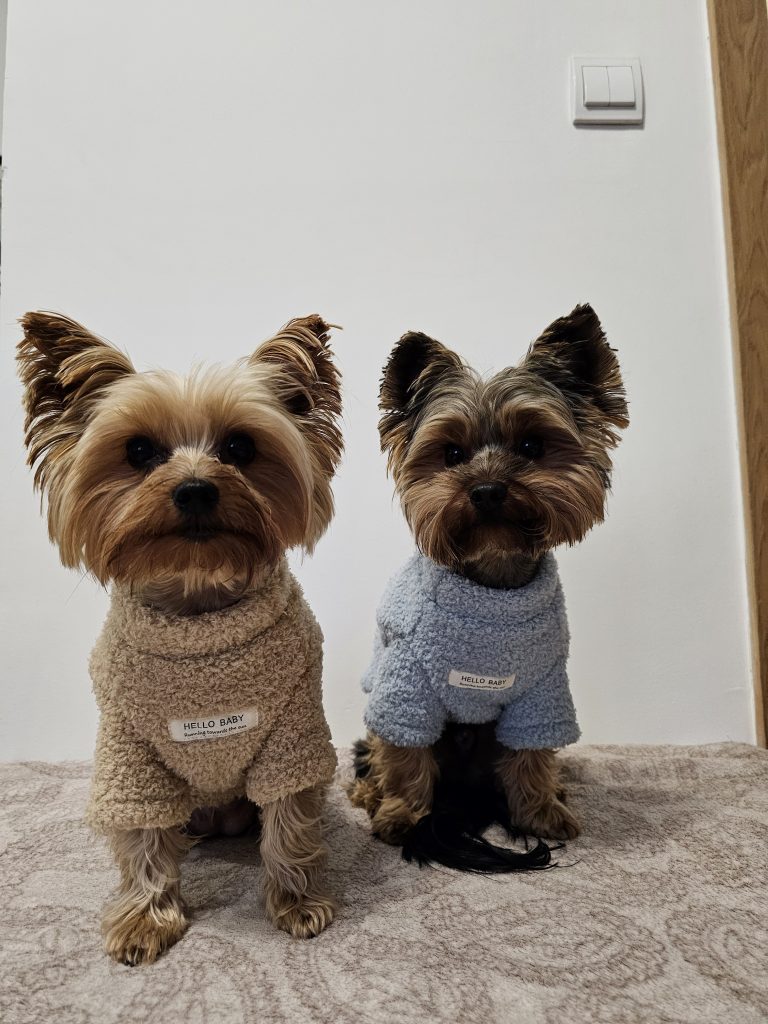 warm-yorkie-plush-sweatshirt