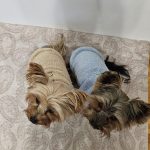 warm yorkie plush sweatshirt