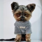 blue warm yorkie plush sweatshirt