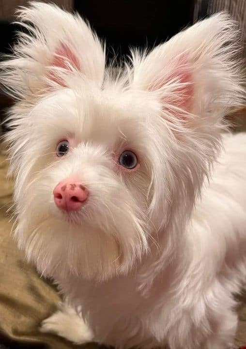 albino yorkies