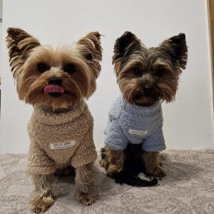 warm yorkie plush sweatshirt