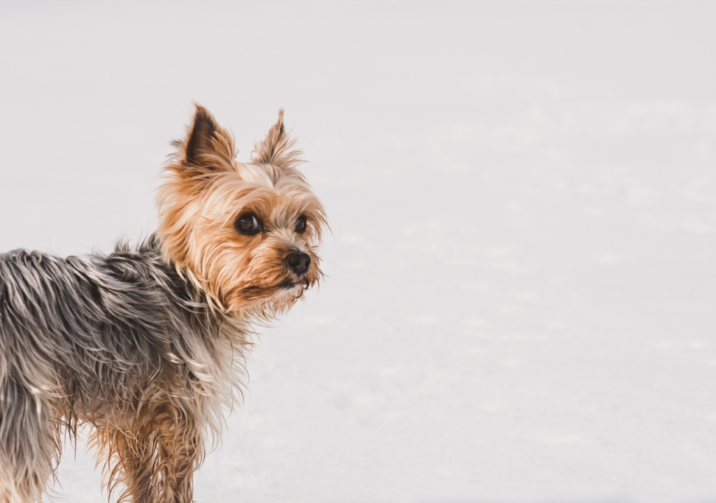 yorkie barking