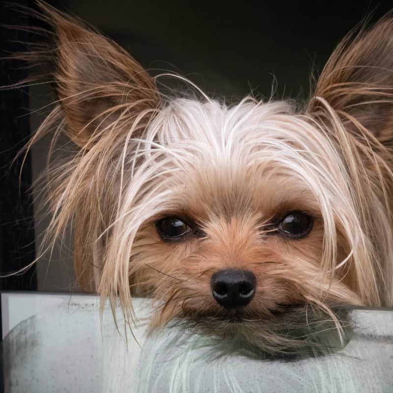 yorkshire terrier growing