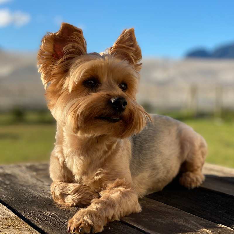 growth of a yorkie dog