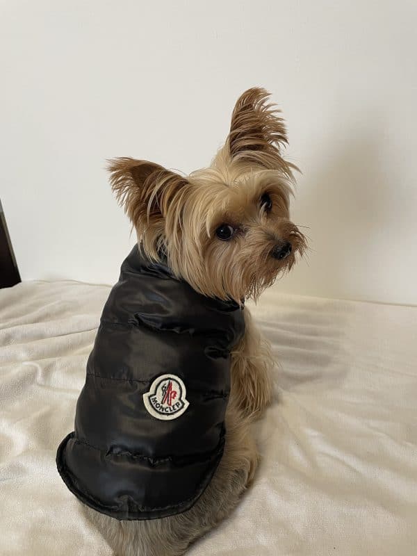 yorkie winter clothes