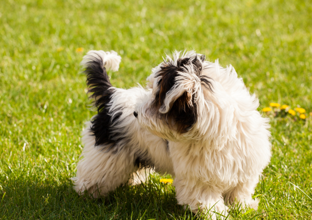 parti yorkie vs biewer yorkie