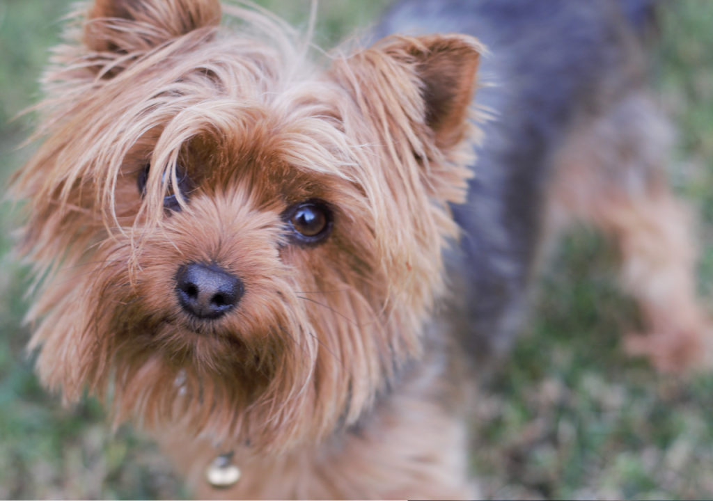 yorkie throwing up