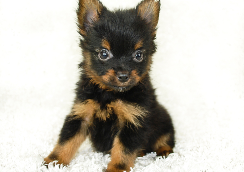 yorkie and pomeranian mix