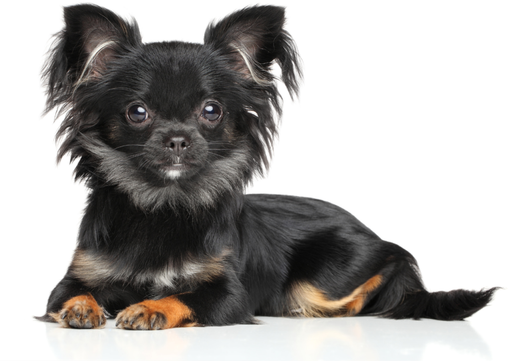 yorkie and pomeranian mix