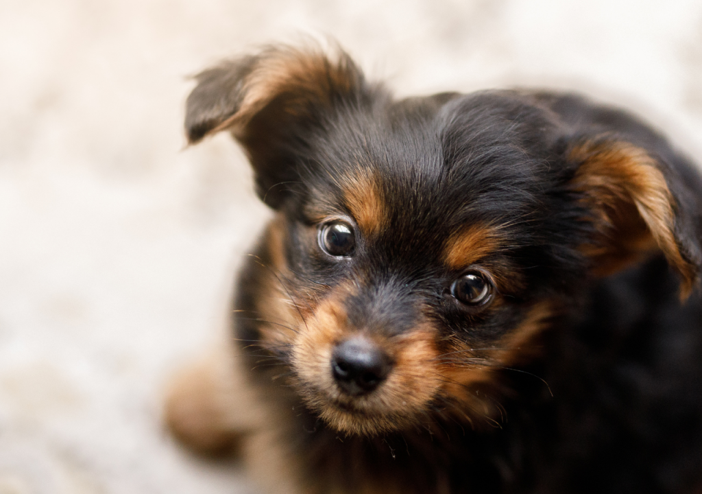 yorkie and pomeranian mix