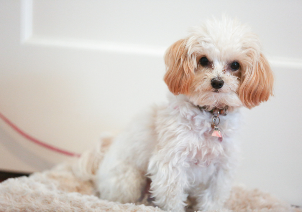 yorkie maltipoo