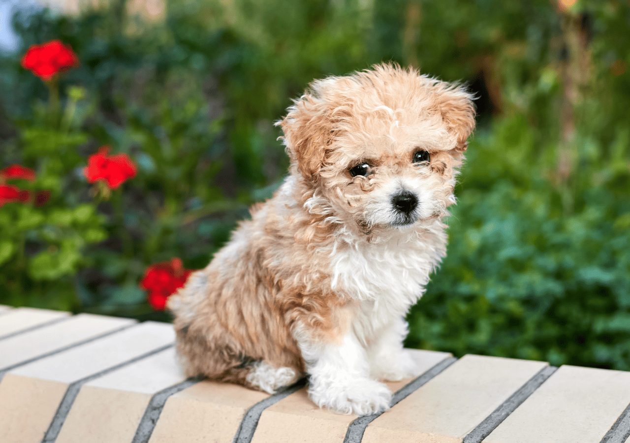 yorkie maltipoo