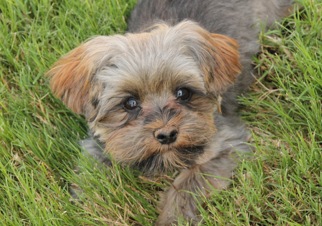 morkie dog