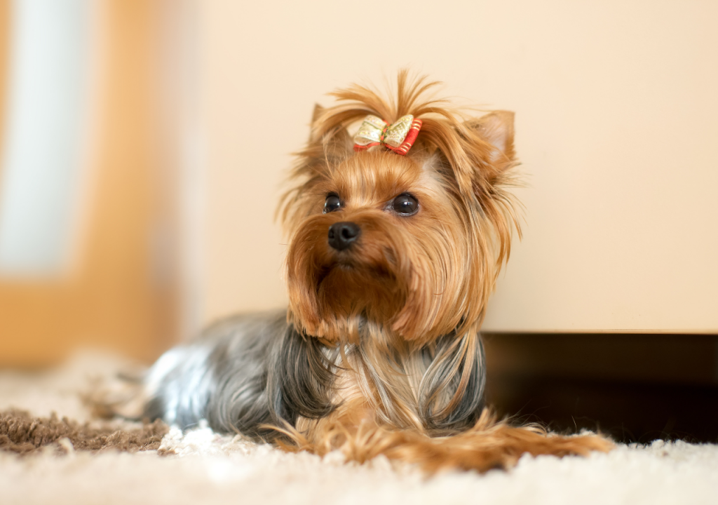 yorkie vs silky terrier