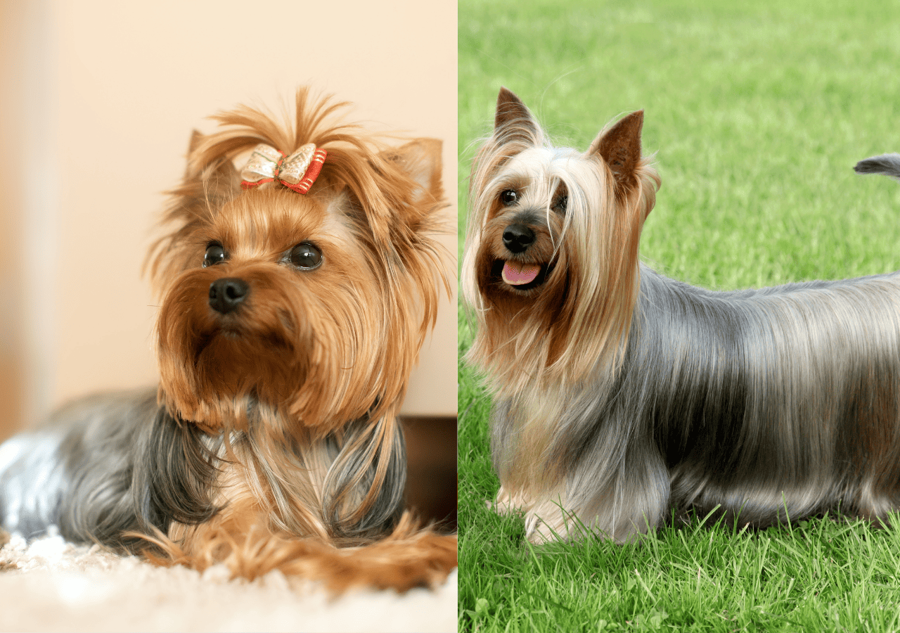 silky vs yorkie