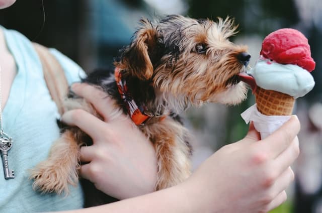 treats for yorkies