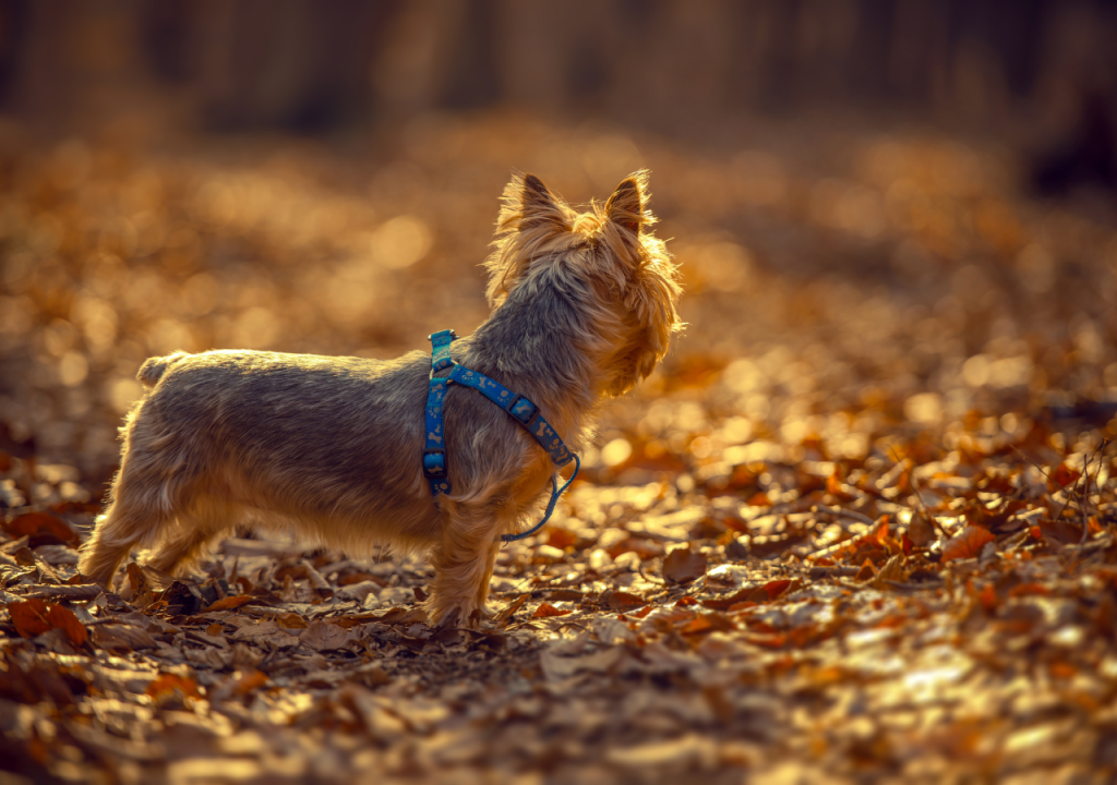 yorkshire terrier tail