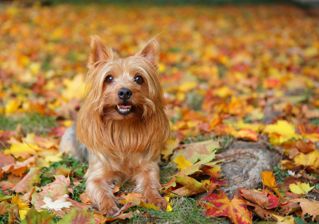 silky terrier vs yorkshire terrier