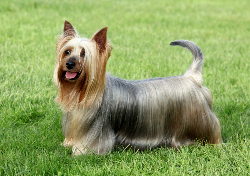 silky vs yorkshire terrier