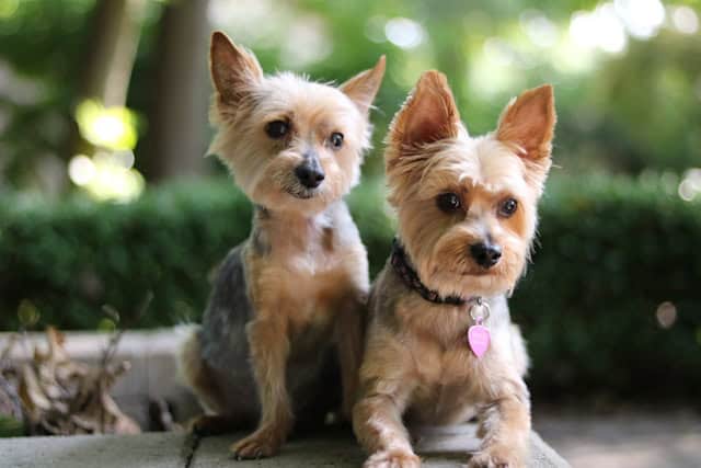 yorkie summer cut