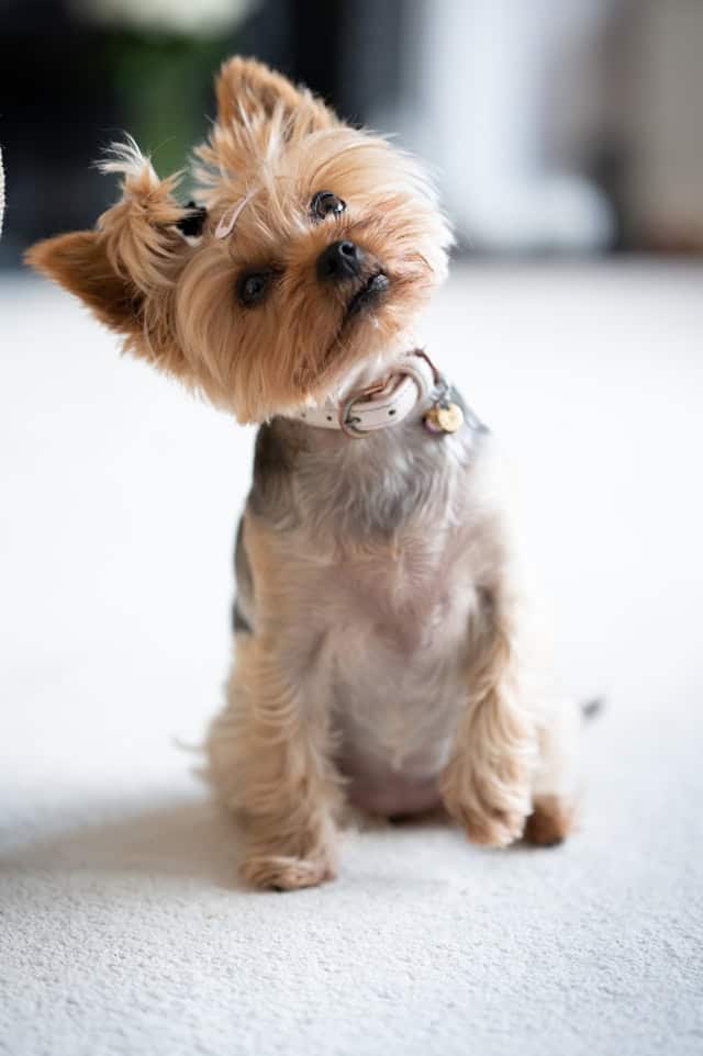 yorkie summer cut