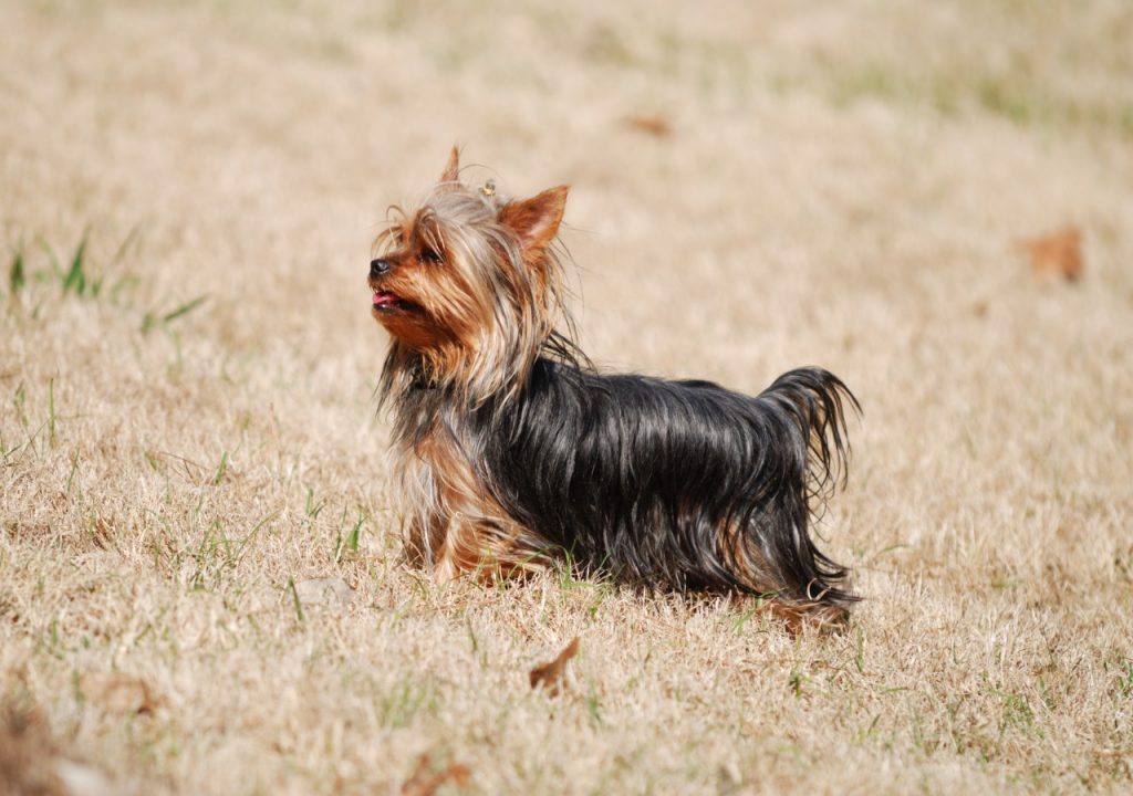 yorkie skin turning black