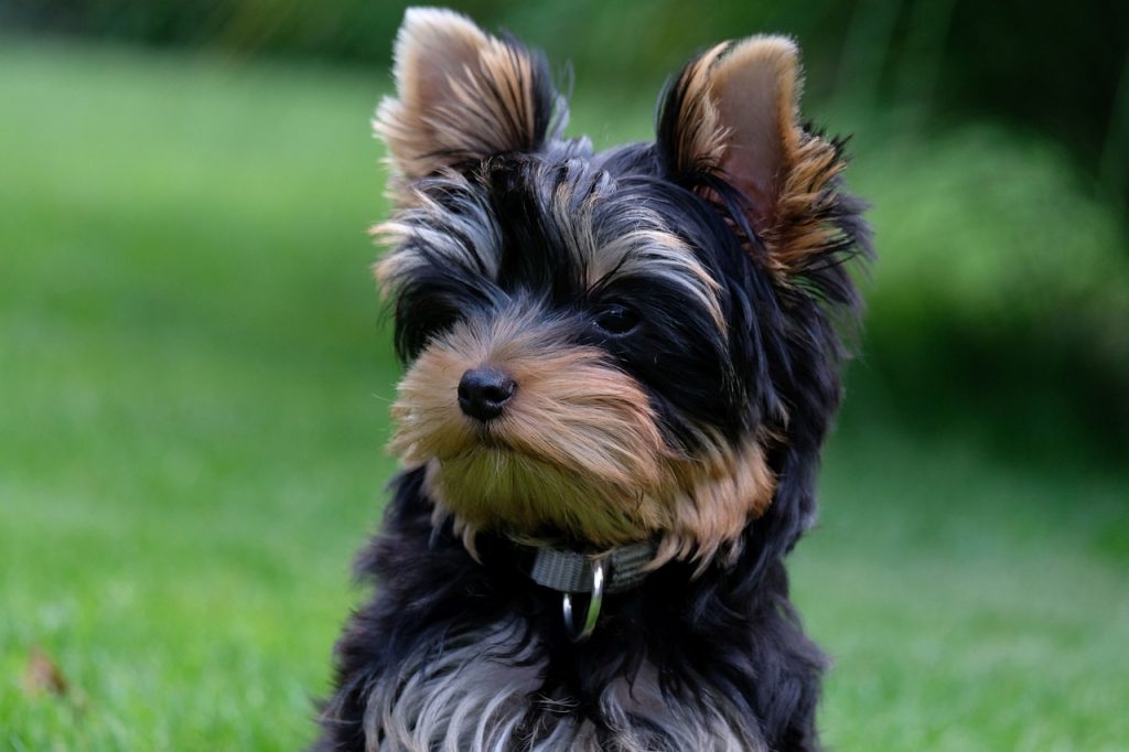 black yorkshire terrier