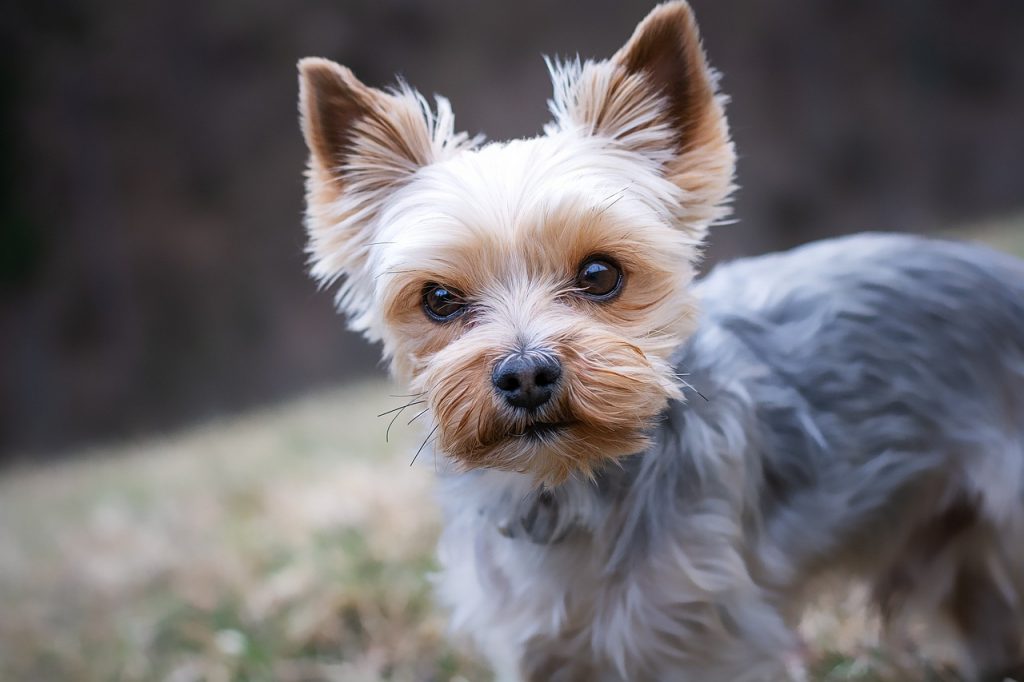 blue yorkshire terrier