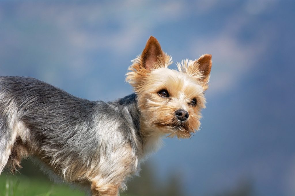 blue yorkshire terrier