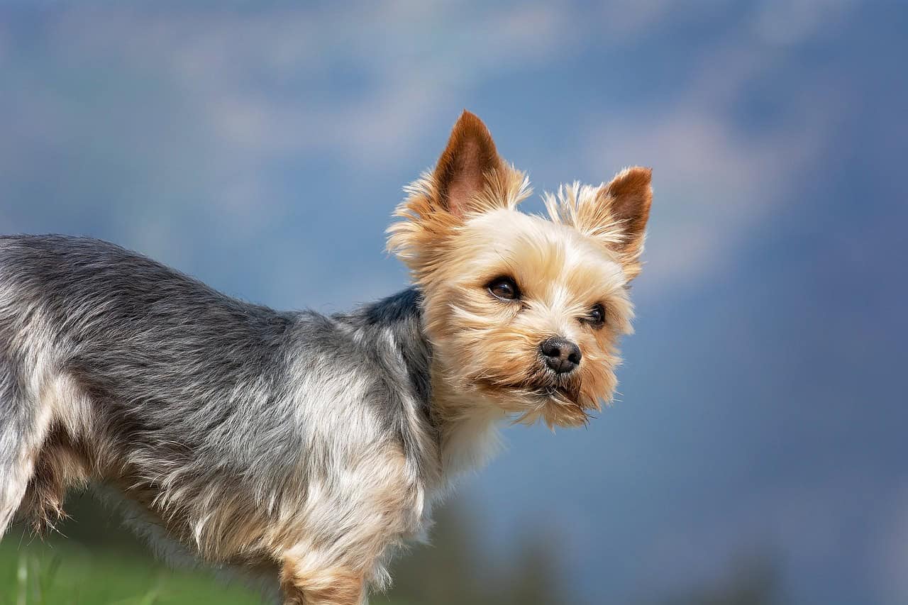 blue yorkshire terrier