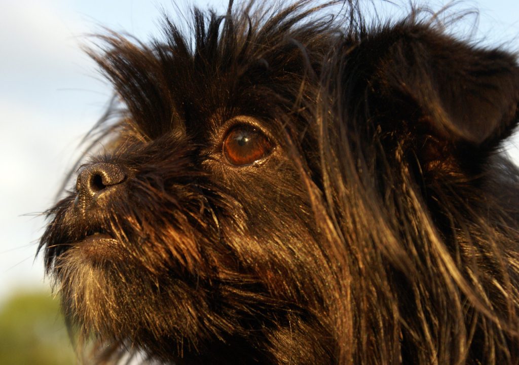 yorkie skin turning black