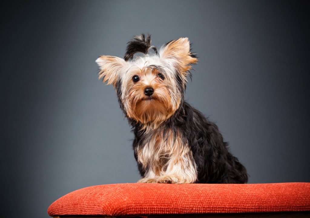 yorkie skin turning black