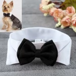 elegant yorkie necktie