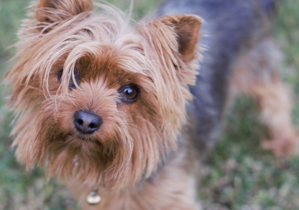 reverse sneezing in yorkies