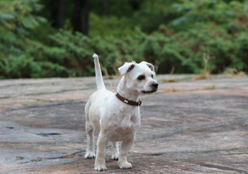 yorkie and shih tzu mix