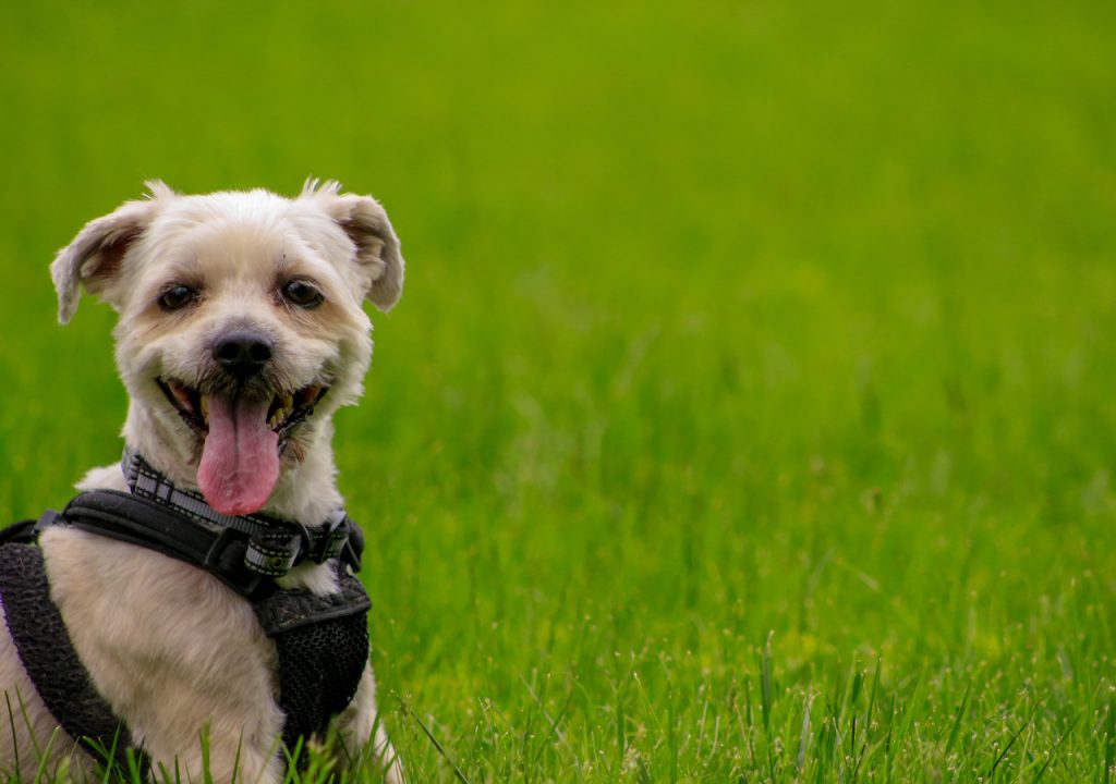 yorkie and shih tzu mix