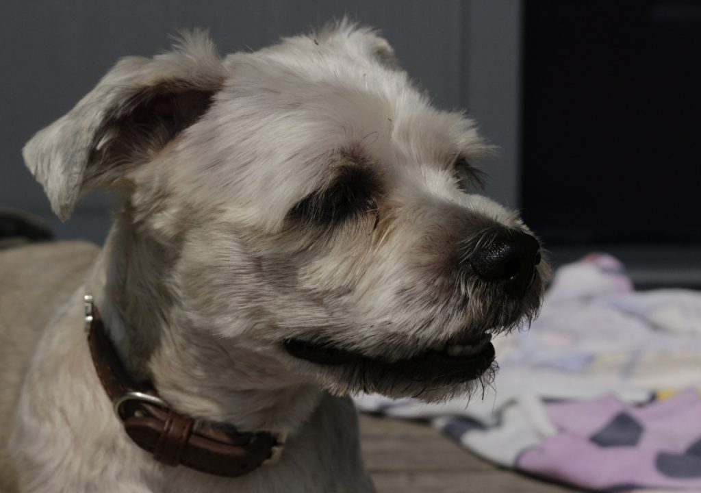 yorkie and shih tzu mix