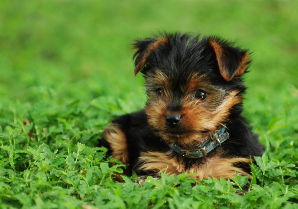 yorkie eating grass