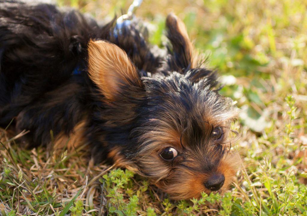 yorkie eating grass