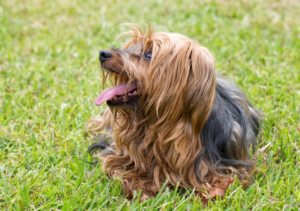 yorkie eating grass