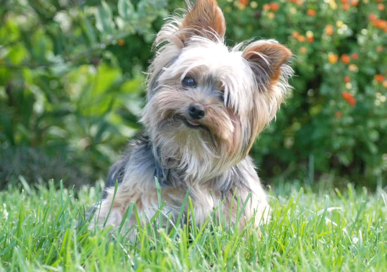 yorkie obese