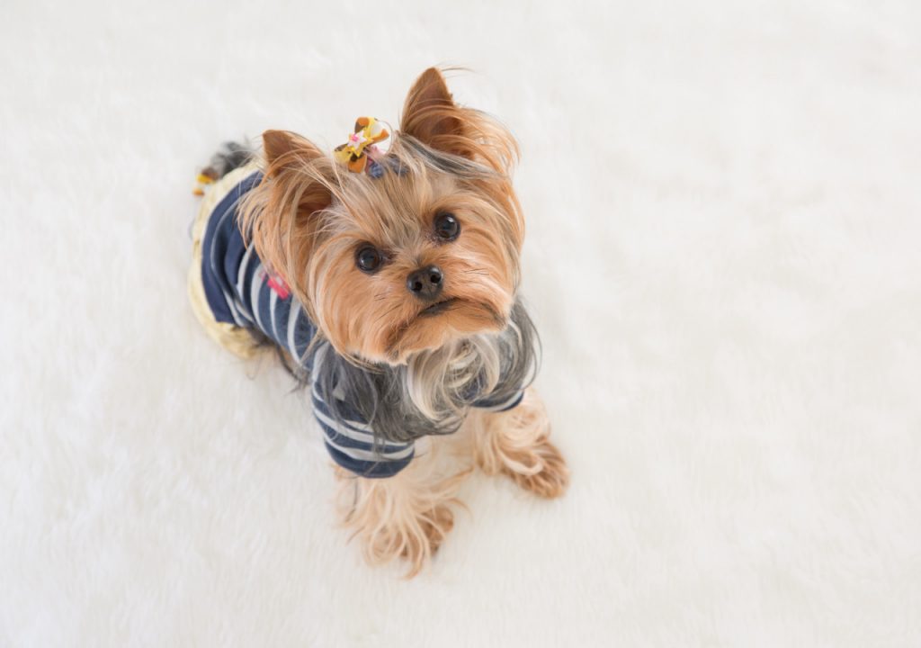 yorkie potty training